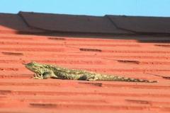 Acanthocercus atricollis