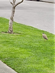 Vanellus miles novaehollandiae