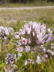 Allium angulosum