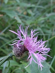 Centaurea phrygia
