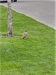 Vanellus miles novaehollandiae