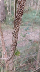 Allocasuarina