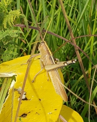 Schistocerca alutacea