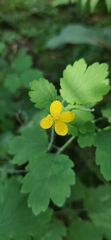 Chelidonium majus