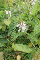 Vicia sylvatica