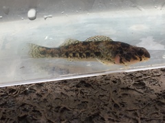 Etheostoma bellator