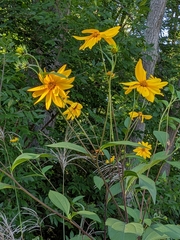 Helianthus tuberosus
