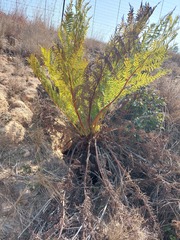 Cyathea dregei