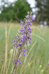 Campanula sibirica