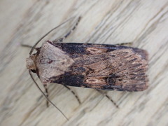 Agrotis puta