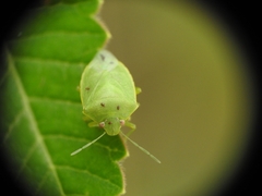 Acrosternum millierei