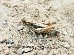 Chorthippus apricarius