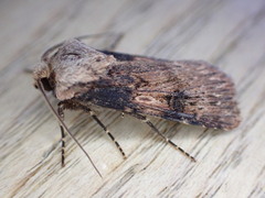 Agrotis puta