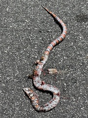 Lampropeltis zonata