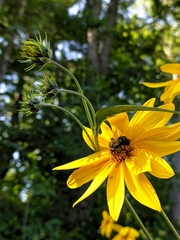 Helianthus tuberosus