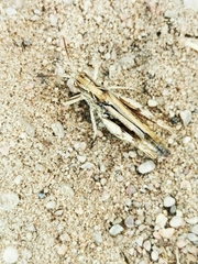 Chorthippus apricarius