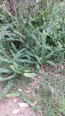 Nephrolepis cordifolia