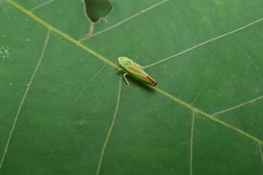Graphocephala