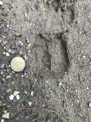 Cervus elaphus