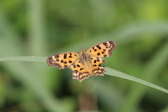 Polygonia c-aureum