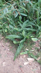 Nephrolepis cordifolia