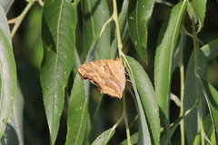 Polygonia c-aureum