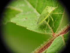 Acrosternum millierei