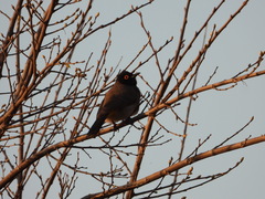 Pycnonotus nigricans