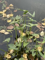 Sagittaria sagittifolia