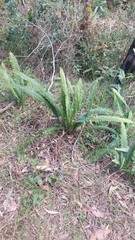 Nephrolepis cordifolia