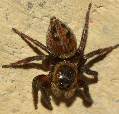 Hasarius adansoni