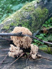 Artomyces pyxidatus
