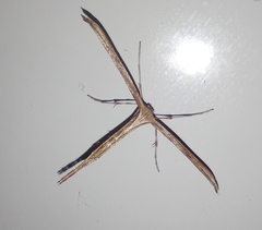 Pterophorinae