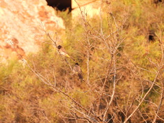 Pycnonotus nigricans