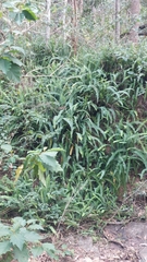 Nephrolepis cordifolia