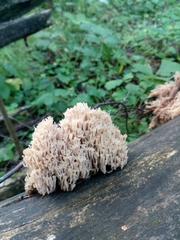 Artomyces pyxidatus
