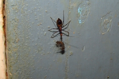 Hemiptera