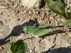 Locusta migratoria