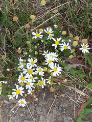 Matricaria chamomilla