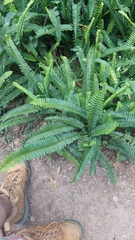 Nephrolepis cordifolia