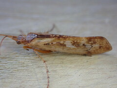 Limnephilus rhombicus