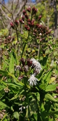 Aristeguietia salvia