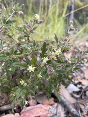 Xanthosia pilosa
