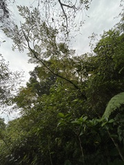 Aralia decaisneana