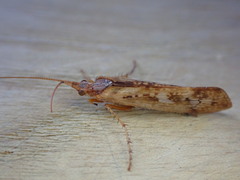 Limnephilus rhombicus