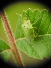 Acrosternum millierei