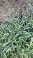 Nephrolepis cordifolia