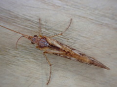 Limnephilus rhombicus