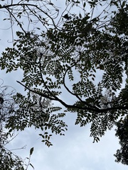 Aralia decaisneana
