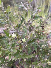 Xanthosia pilosa